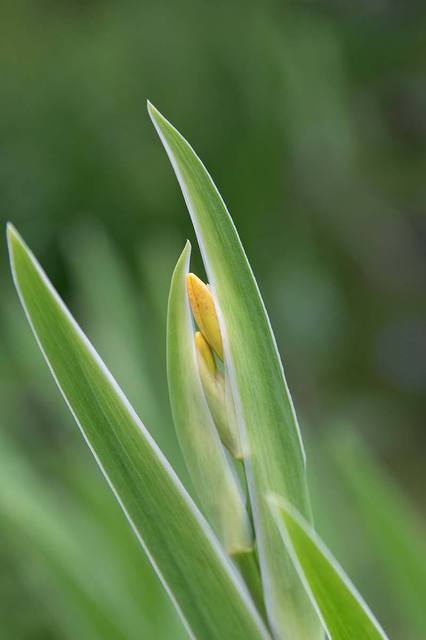20230719hiougi_planter03.jpg