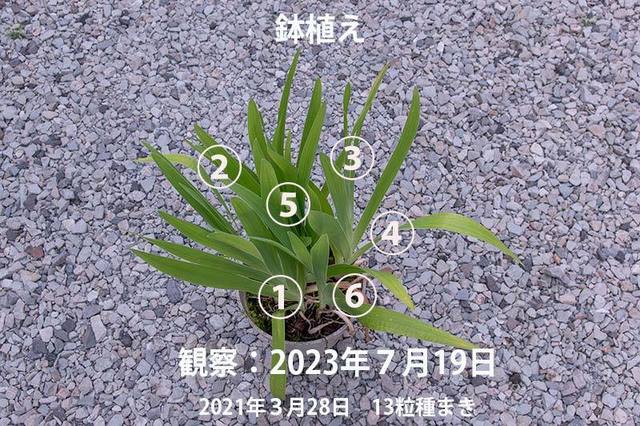 20230719hiougi_pot01.jpg