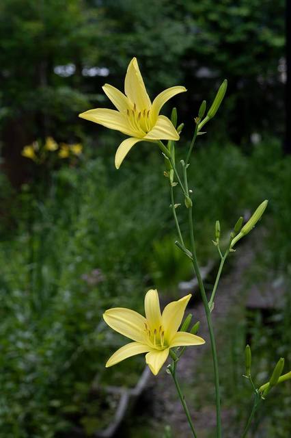 20230719yusugeA01-1638.jpg