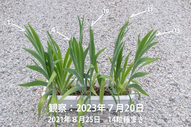 20230720hiougi_planter00.jpg