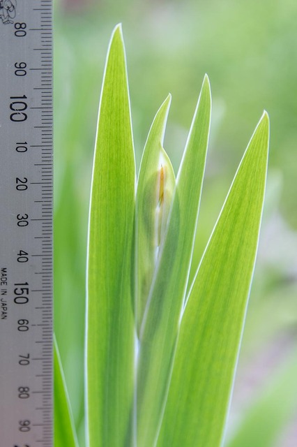 20230720hiougi_planter03.jpg