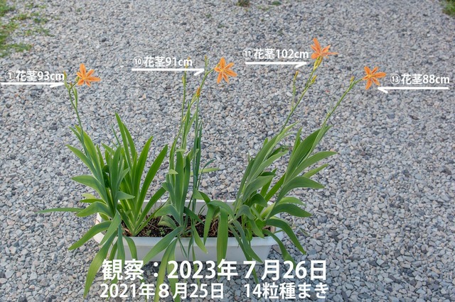 20230726hiougi_planter00.jpg