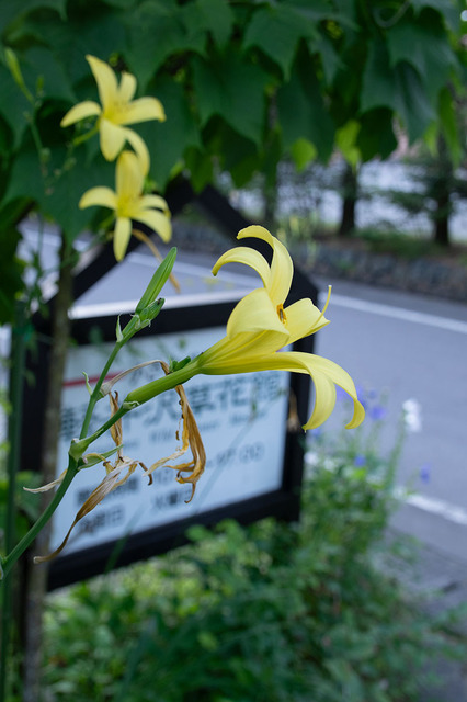 20230726yusugeA01-1705.jpg