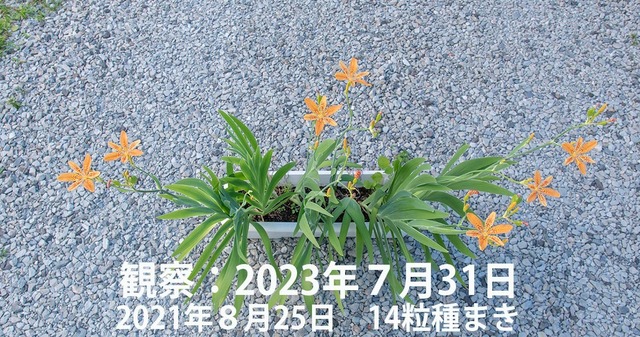 20230731hiougi_planter01_0837re.jpg