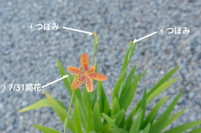 20230731hiougi_pot01_0842.jpg