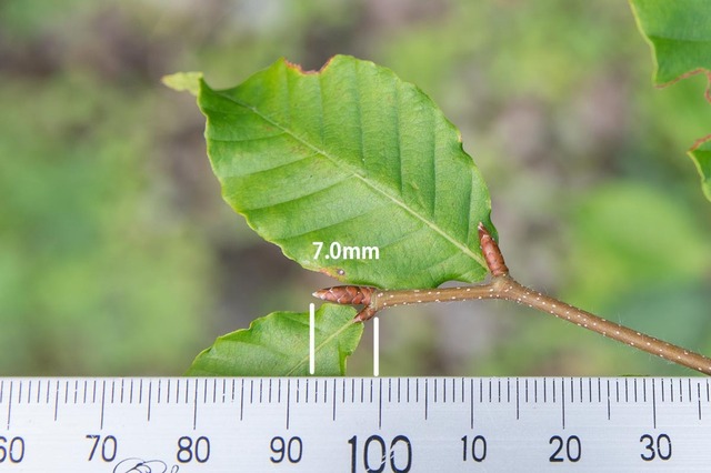 20230806buna10y_su_02.jpg