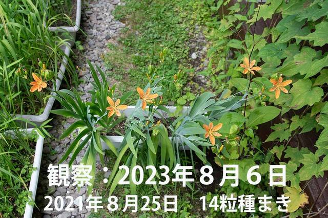 20230806hiougi_planter01.jpg