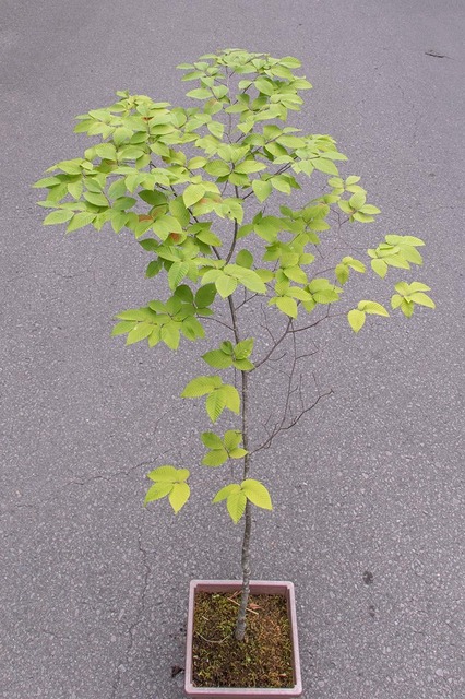 20230806inubuna12y_an_01.jpg