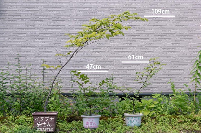 20230806inubuna12y_an_dan_buna10y_su01.jpg