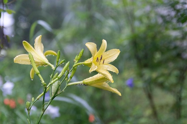 20230809yusuge01-1723.jpg