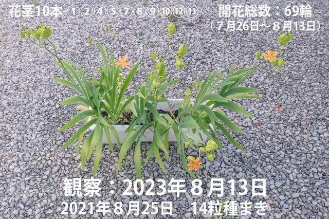 20230813hiougi_planter01.jpg