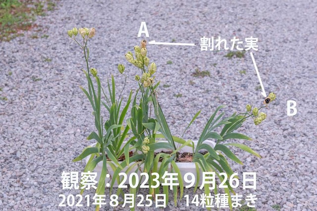 20230926hiougi_planter01.jpg