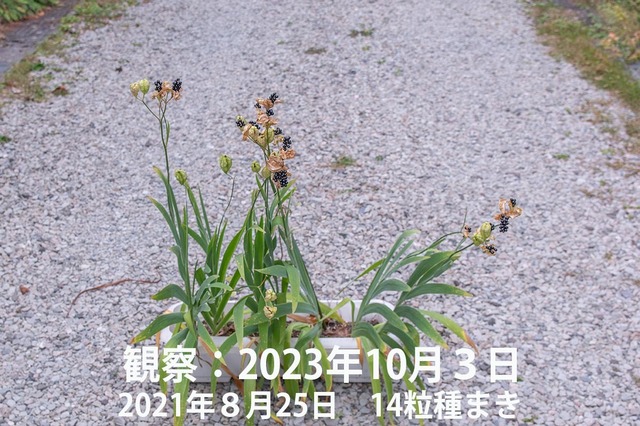 20231003hiougi_planter01.jpg