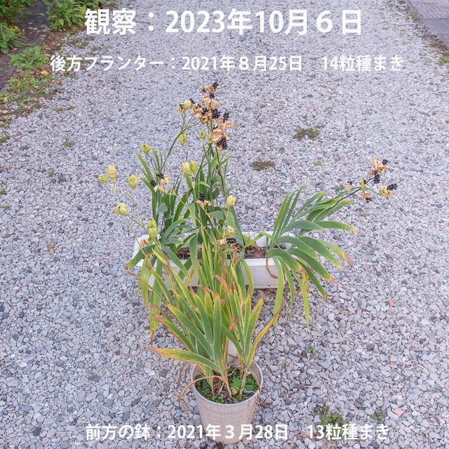 20231006hiougi_planter01.jpg