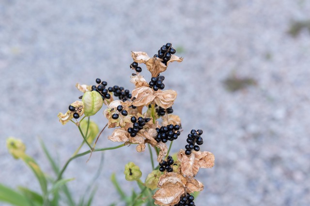 20231006hiougi_planter02.jpg