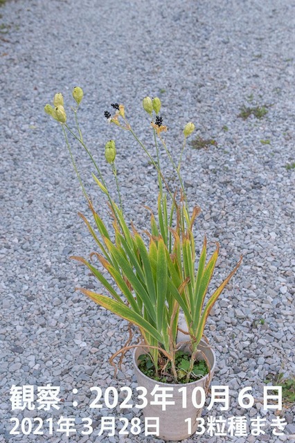 20231006hiougi_planter03.jpg