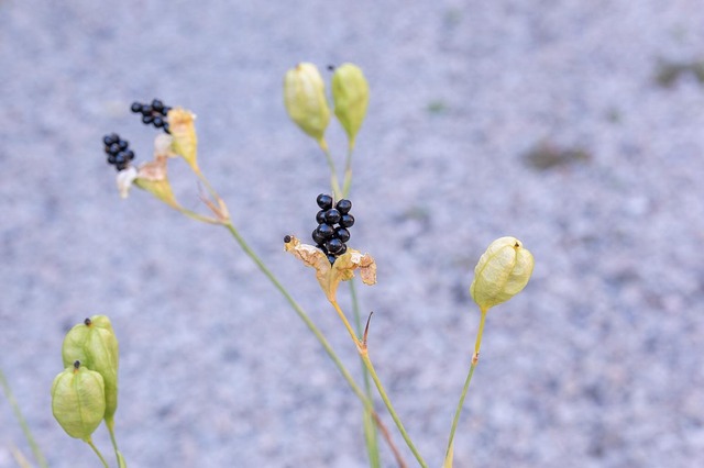 20231006hiougi_planter04.jpg