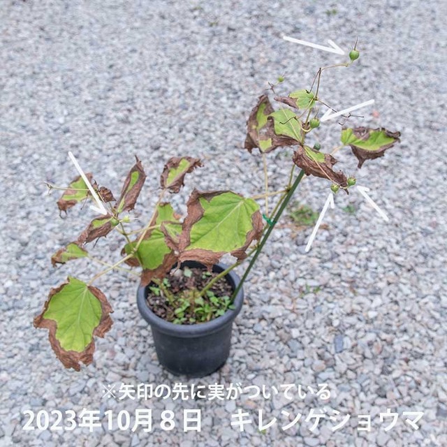 20231008kirengeshouma01.jpg