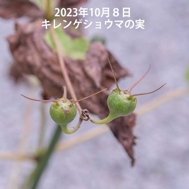 20231008kirengeshouma02.jpg