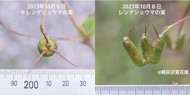 20231008kirengeshouma_rengeshouma.jpg