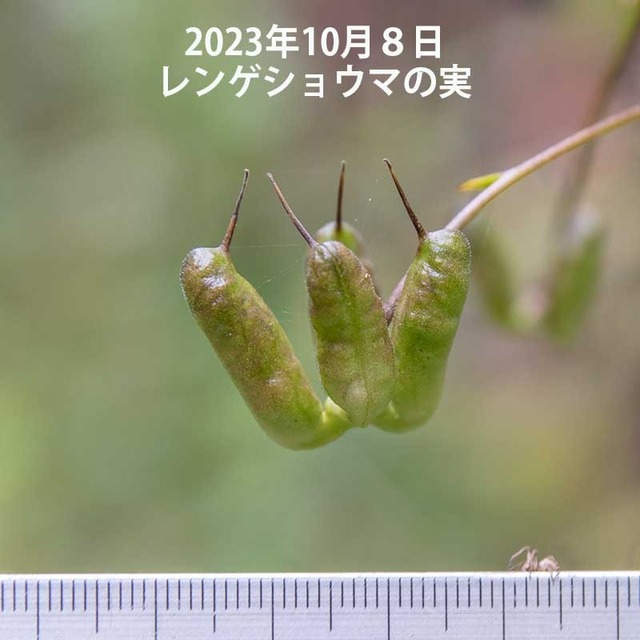 20231008rengeshouma01.jpg