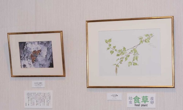 20231012museum_Ltateha_shirakaba.jpg