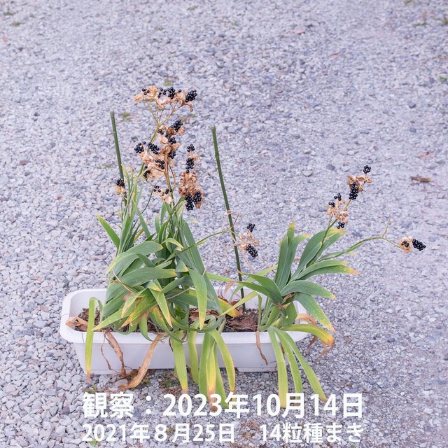 20231014hiougi_planter01.jpg