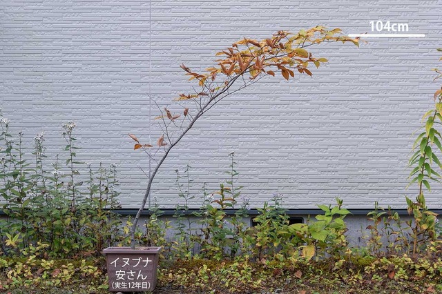 20231020inubuna12y_an_00.jpg