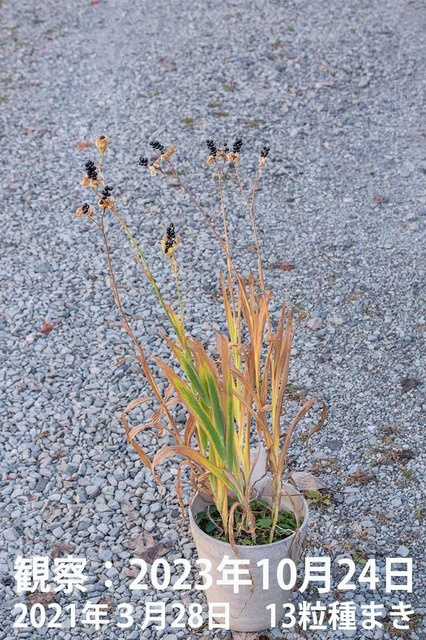 20231024hiougi_planter01.jpg