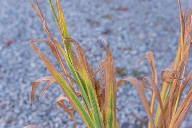 20231024hiougi_planter03.jpg