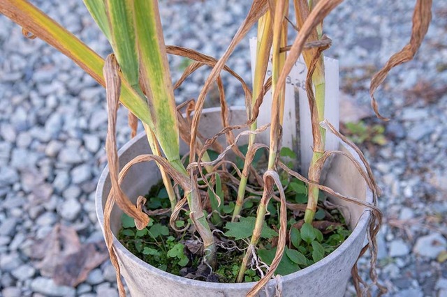 20231024hiougi_planter04.jpg