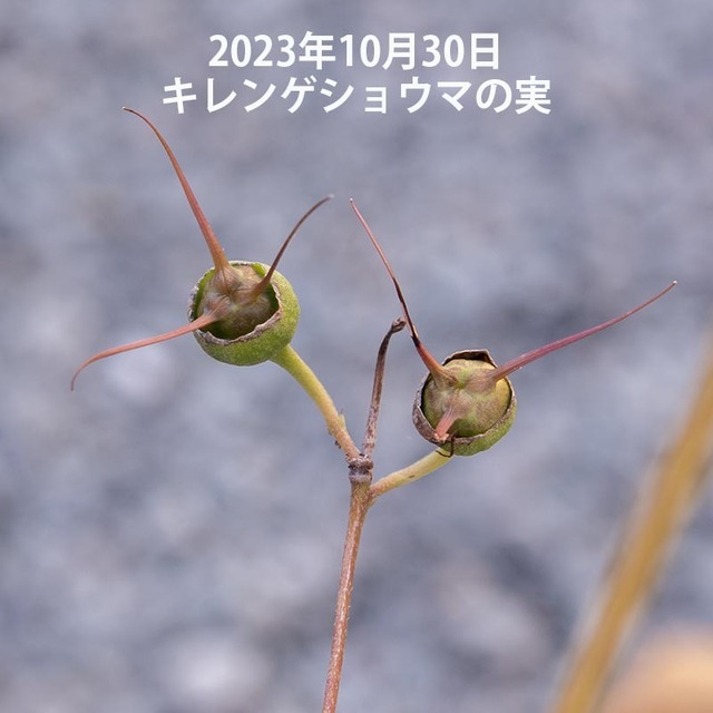 20231030kirengeshouma02.jpg