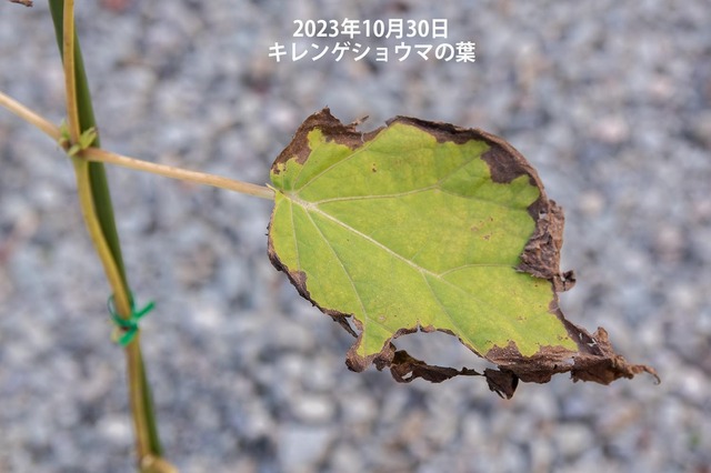 20231030kirengeshouma04.jpg