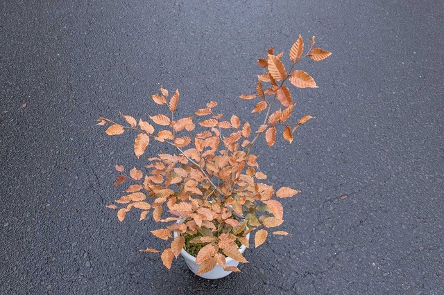 20231110buna10y_su_01.jpg