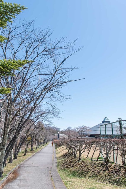 20240410yagasaki-sakura01.jpg