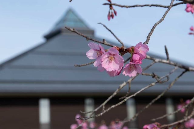 20240415yagasaki-ohgahall-west_sakura02.jpg