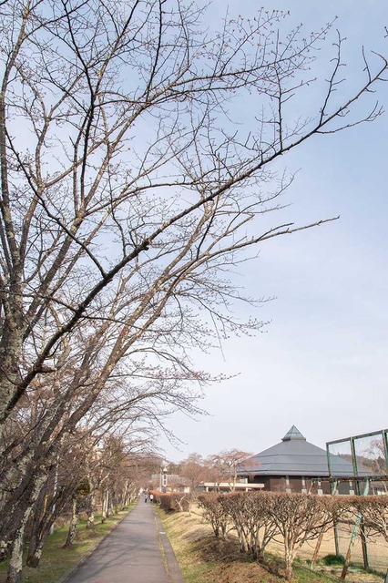 20240415yagasaki-sakura01.jpg