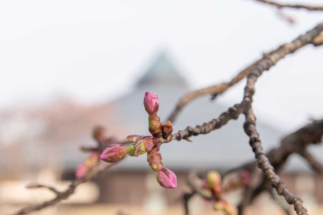 20240415yagasaki-sakura02.jpg
