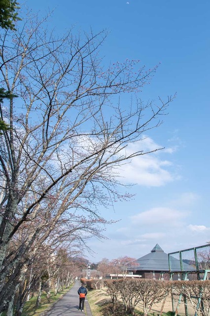 20240416yagasaki-sakura01.jpg