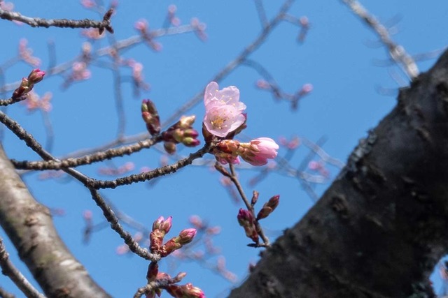 20240416yagasaki-sakura02.jpg
