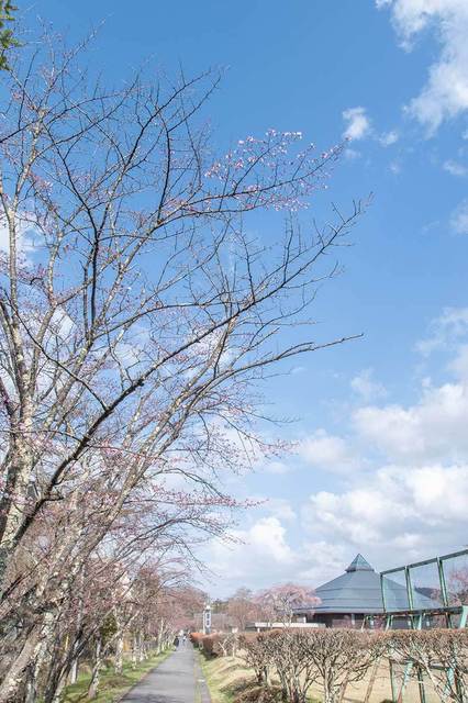20240417yagasaki-sakura01.jpg