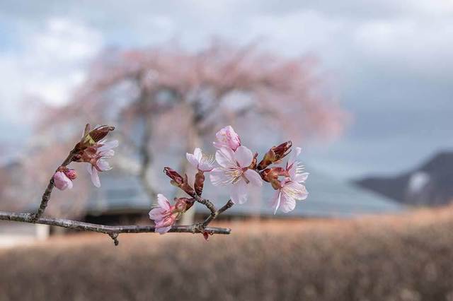 20240417yagasaki-sakura02.jpg