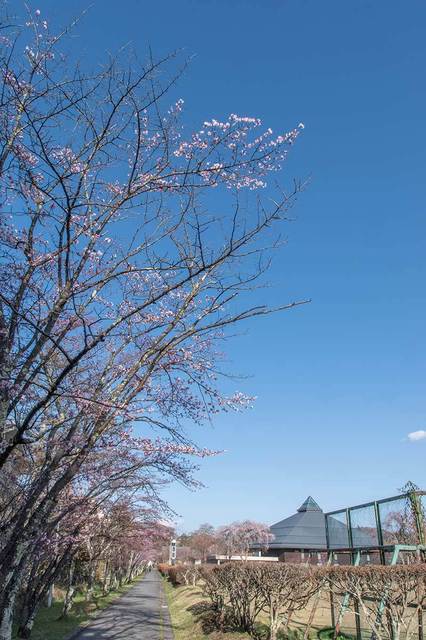 20240419yagasaki-sakura01.jpg