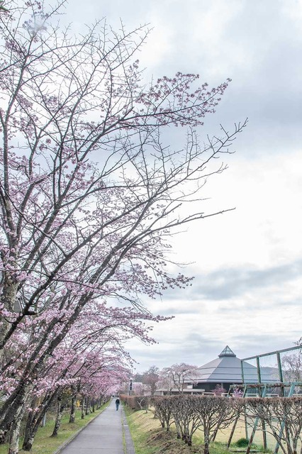 20240421yagasaki-sakura01.jpg