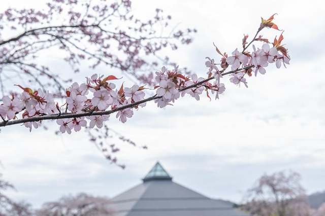 20240421yagasaki-sakura02.jpg
