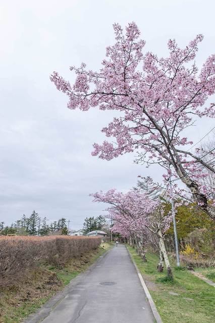 20240421yagasaki-sakura03.jpg
