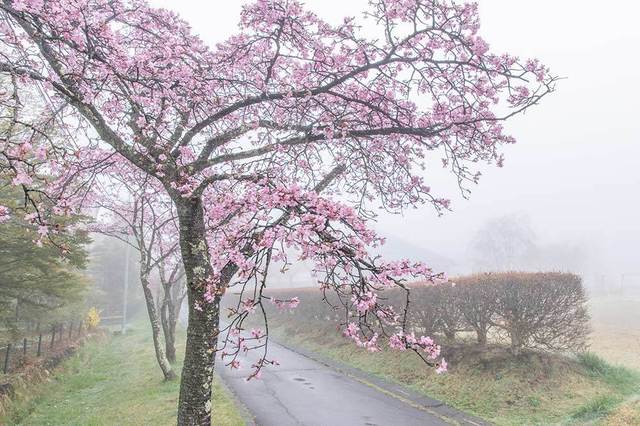 20240423yagasaki-sakura02.jpg