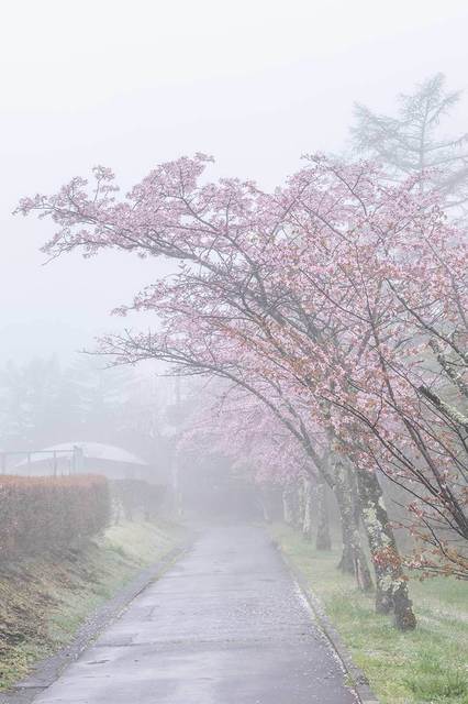 20240423yagasaki-sakura03.jpg