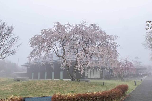 20240423yagasaki-shidare-sakuraC01.jpg