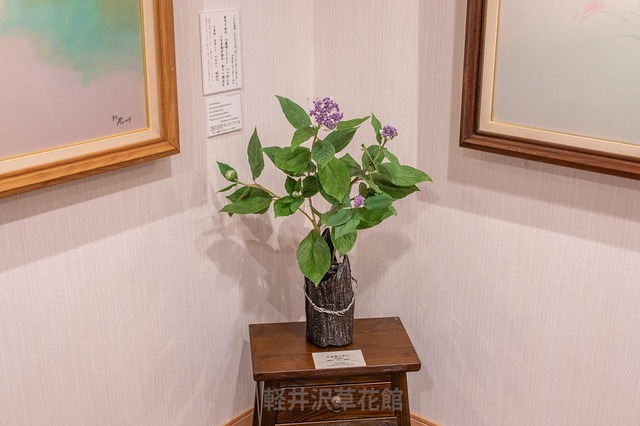 20240424tama_ajisai_shinojhara.jpg